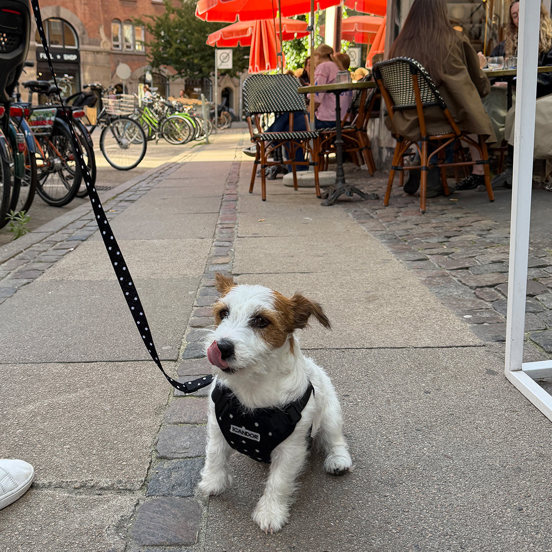 Gentle Leash Bolt, Long (Polka Dot)