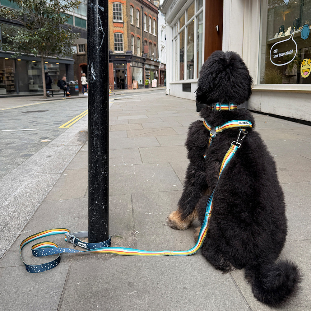 No-Pull Harness (Ripple)