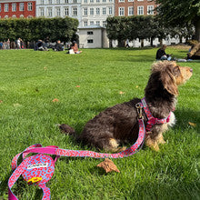 No-Pull Harness (Leopard Lavender Blue)