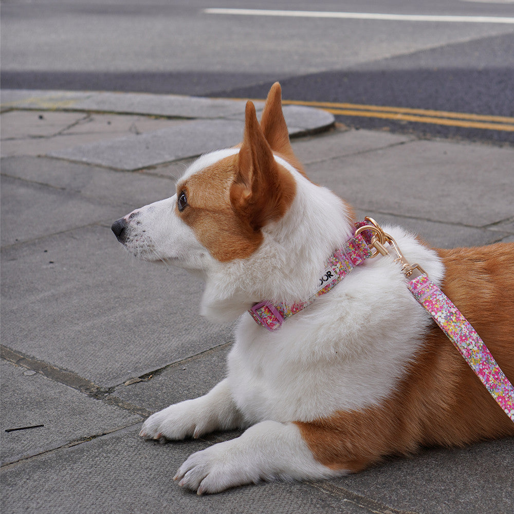 Gentle Collar Dual (Flora)