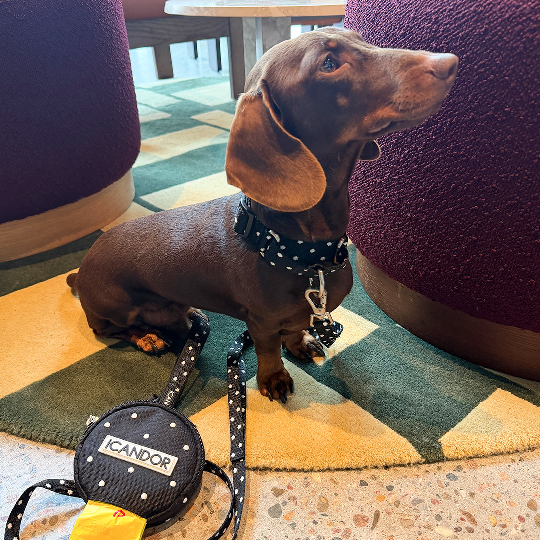 Martingale Collar Buckle (Polka Dot)