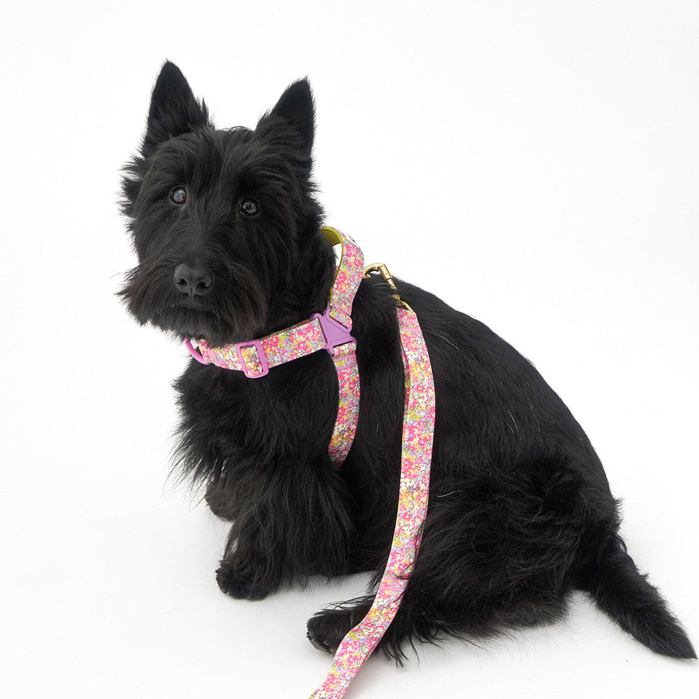 No-Pull Harness (Flora)