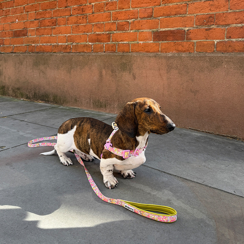 No-Pull Harness (Flora)