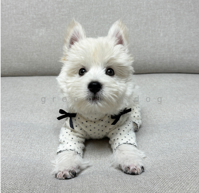 Snow Polka Dot Onesie (3 colors)