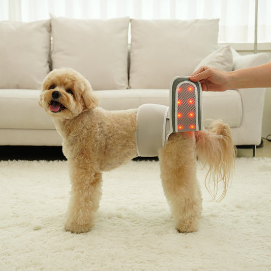 Cirius Pet Warm Cape Pro (Small-Medium sized dogs)