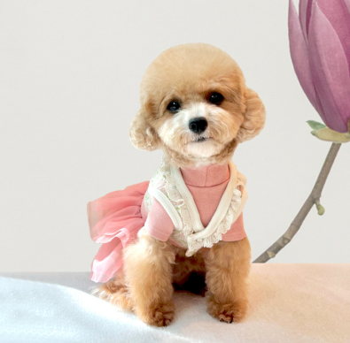 Lace Hanbok Vest (2 colors)
