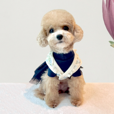 Lace Hanbok Vest (2 colors)