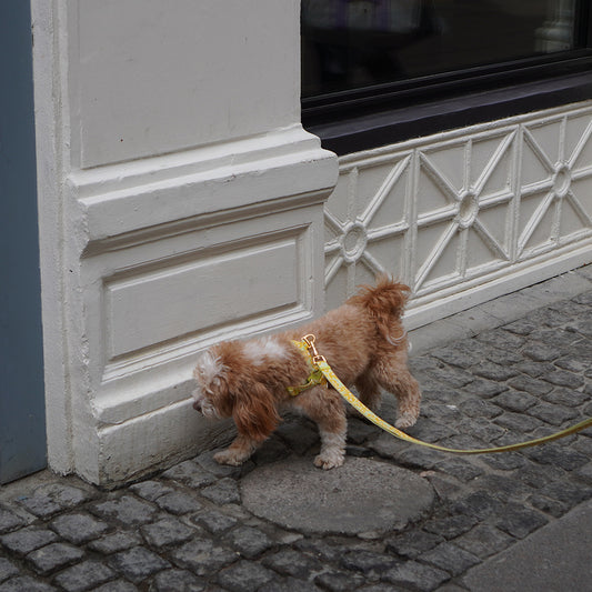 Gentle Leash Bolt, Long (Big Fish Yellow)