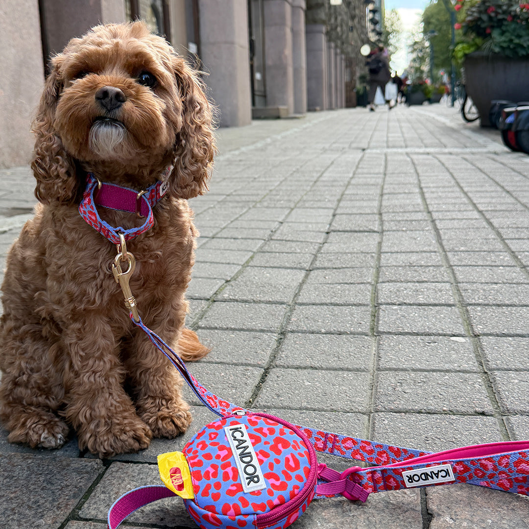 Martingale Collar Buckle (Leopard Lavender Blue)