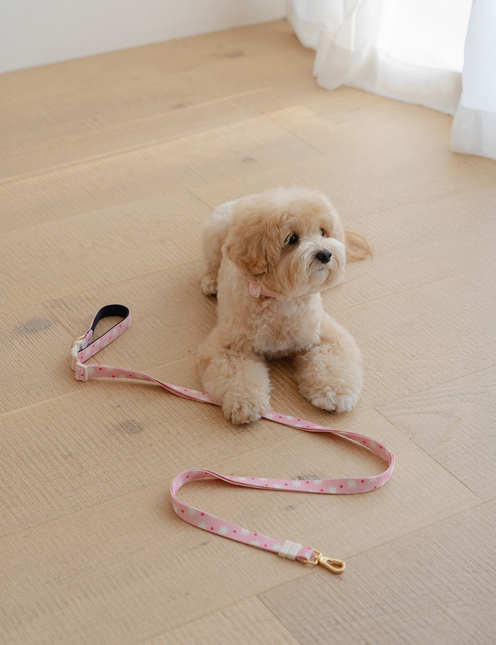 Star Pop Dot Hands-Free Leash (2 colors)