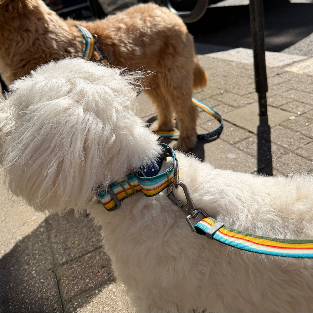 Martingale Collar Buckle (Ripple)