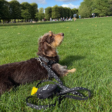 No-Pull Harness (Polka Dot)
