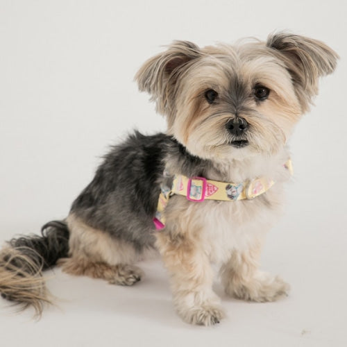 Pokori Friends Adventure Easy L-Harness (3 colors)