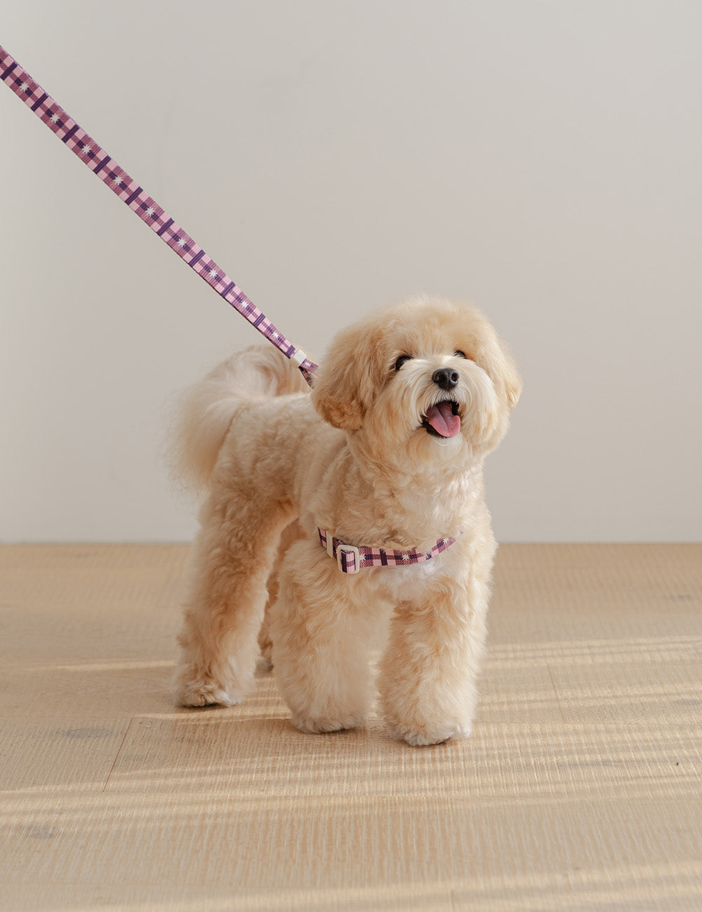 Stella Check Hands-Free Leash (2 colors)