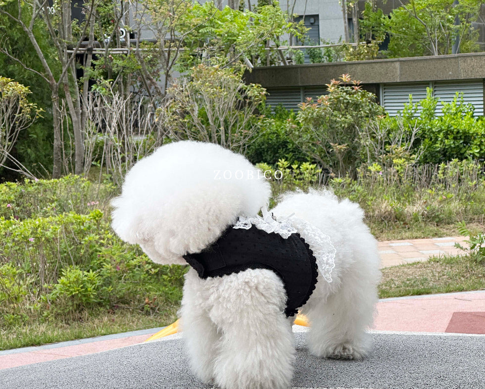 Lace Collar Harness