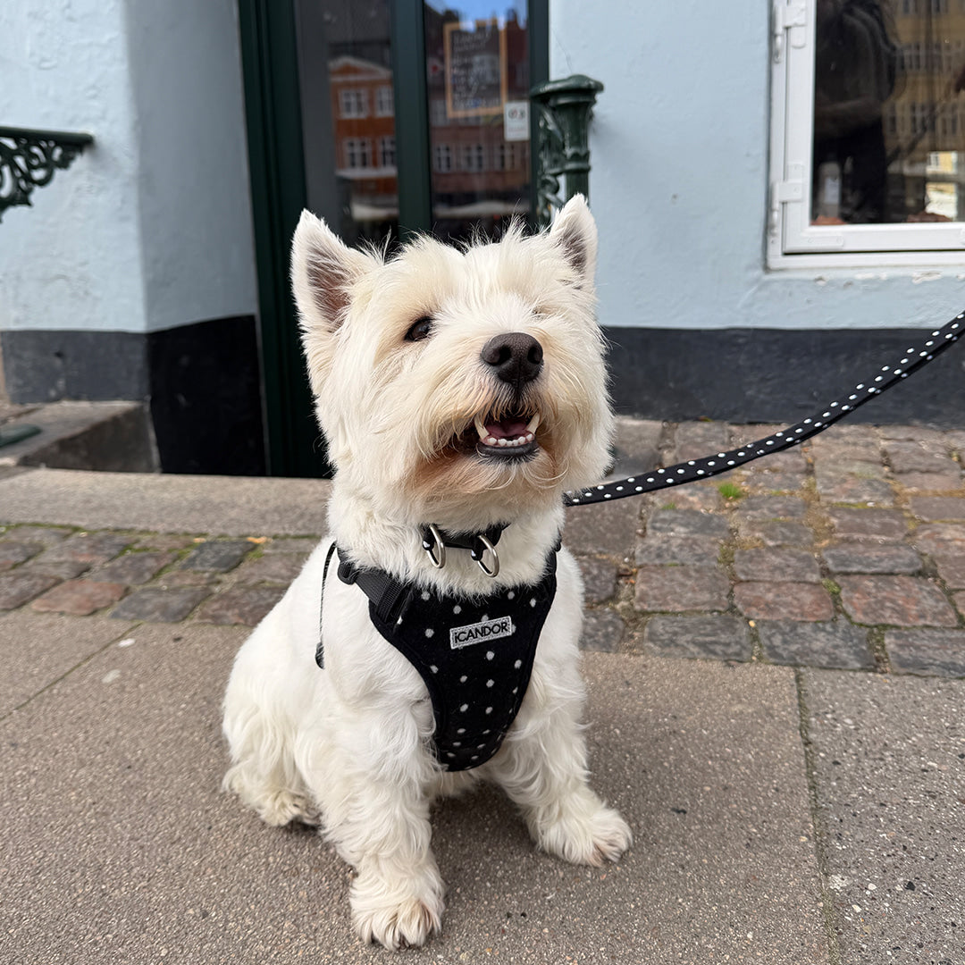Snuggle Harness (Polka Dot)