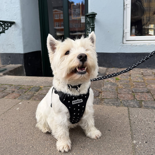 Snuggle Harness (Polka Dot)