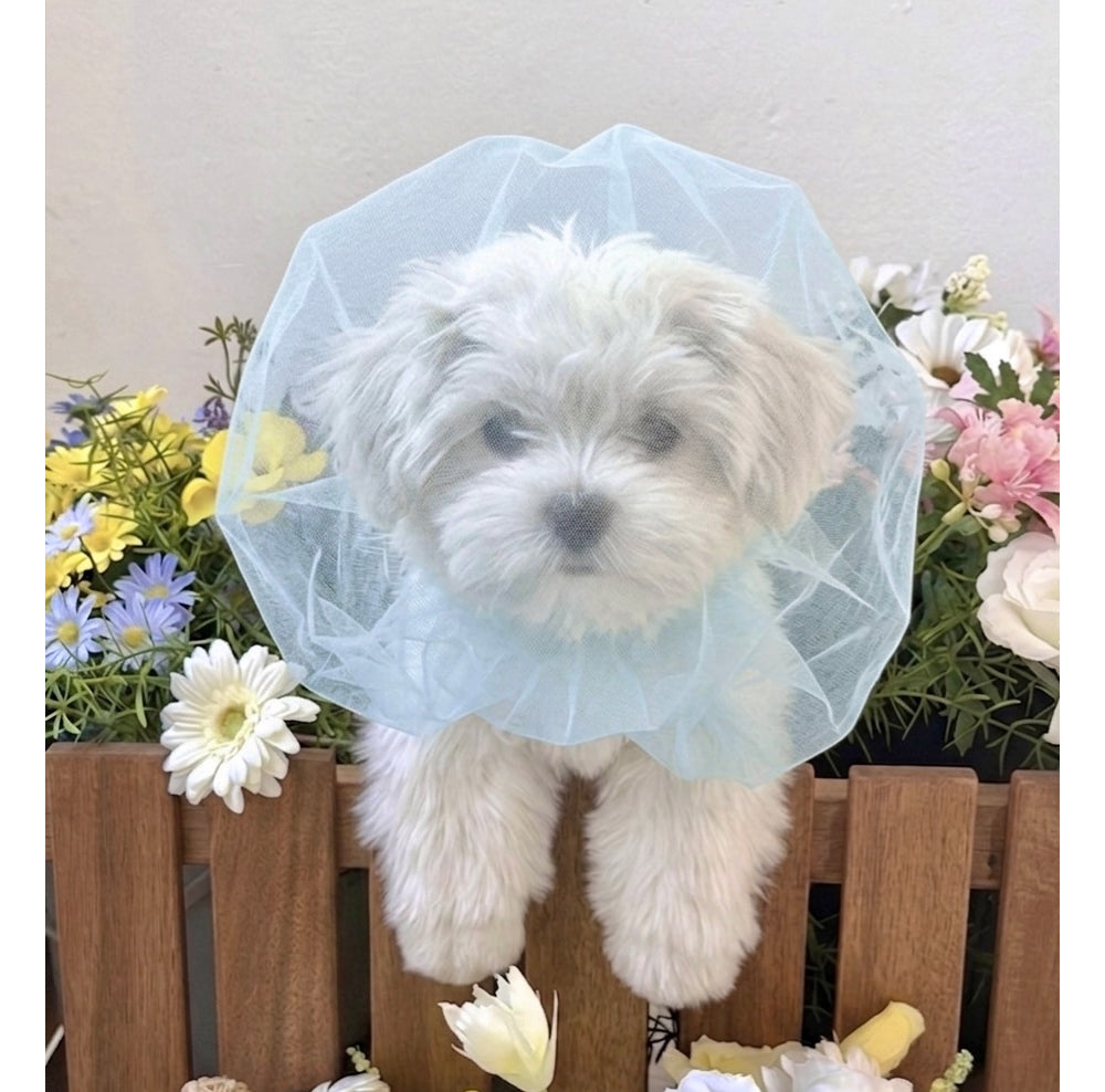 Face Mesh Cover (3 Sizes)