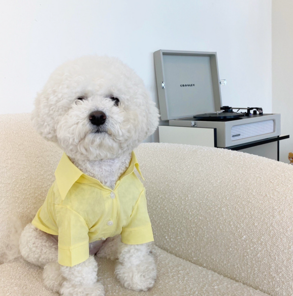 Everyday Oxford Pastel Shirts (5 colors)